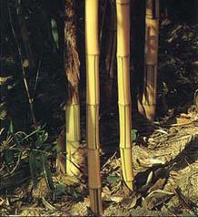 Bamboe4