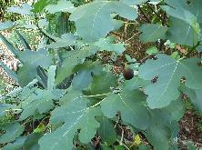 Ficus carica 'Bornholm's Diamond'