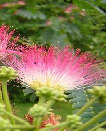 Albizia julibrissin "Boubri"