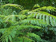 Albizia julibrissin "Rosea"