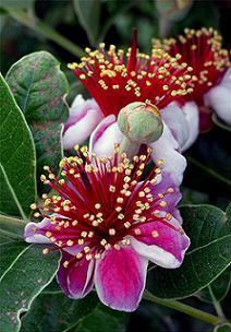 Feijoa sellowiana (Acca)