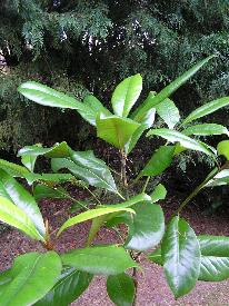 Magnolia grandiflora "Victoria"