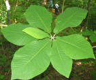 Magnolia macrophylla