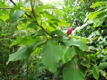 Magnolia tripetala