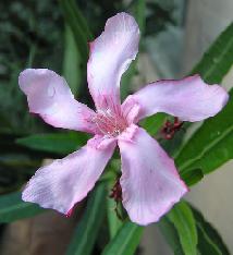 Nerium oleander "Atlas"