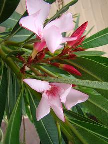 Nerium oleander'Villa Romaine'