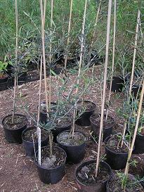 Olea europaea 'Moufla'