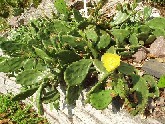 Opuntia humifusa