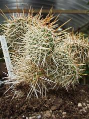 Opuntia polyacantha 'Cheyenne'