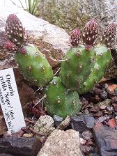 Opuntia rutila 'Super'