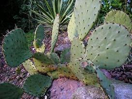 Opuntia