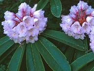 Rhododendron calophytum