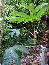 Tetrapanax papyrifer ('Steroidal Giant')