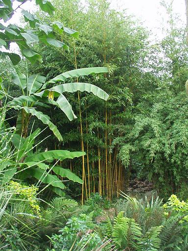 Gele bamboe (Phyllostachys aur. 'Aureocaulis') met rechts Fargesia nitida en links Musa basjoo + Paulownia tomentosa.