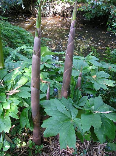 Jonge bamboescheuten (Phyllostachys parvifolia) tussen Podophyllum peltatum.