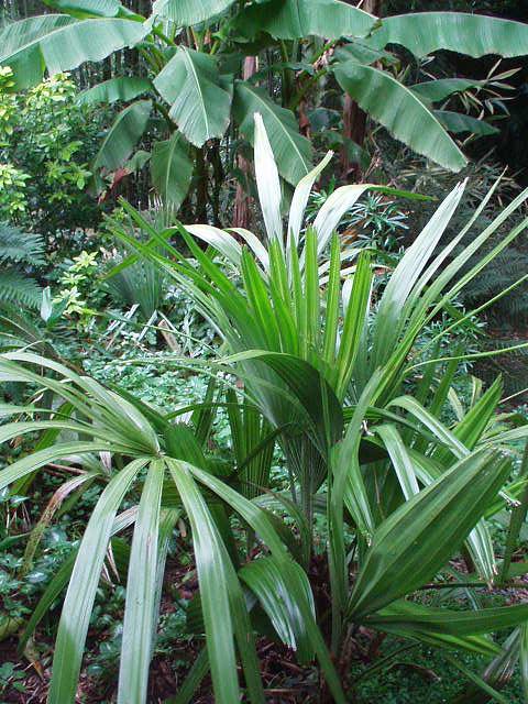 Musa basjoo (banaan) met op de voorgrond de meest winterharde palm: Rhapidophyllum hystrix