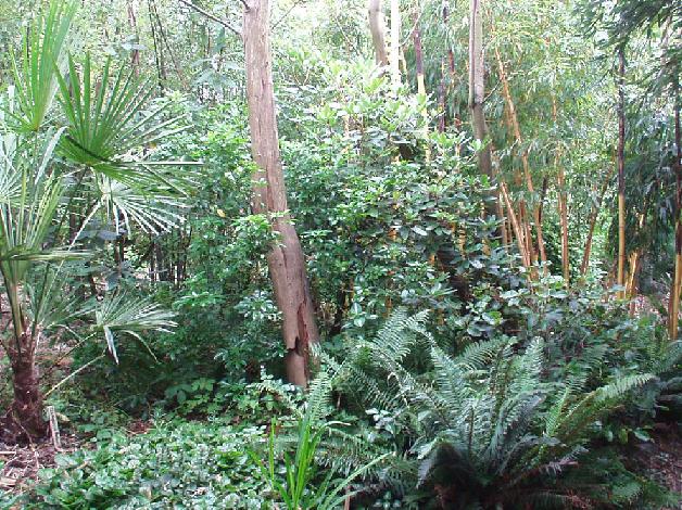 Jungle met links Trachycarpus fortunei en rechts Phyll. vivax 'Aureocaulis'.