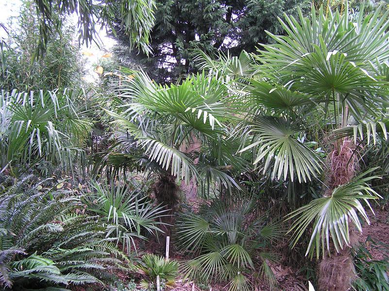 Palmengroep in de jungletuin. Diverse soorten T. fortunei ('Charlotte' en 'Kiril'), Chamaerops humilis 'Vulcano' en 'cerifera'.