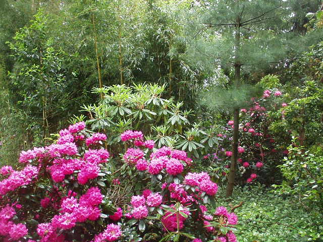 De rhodotuin met Rhododendron calophytum (m) en Rh. yakushimanum 'Helgoland' op de voorgrond.