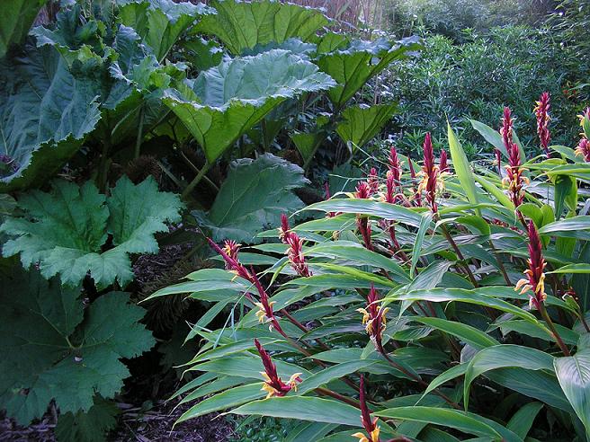 Gunnera manicata contrasteert prachtig met de bloeiende Cautleya spicata (siergember).