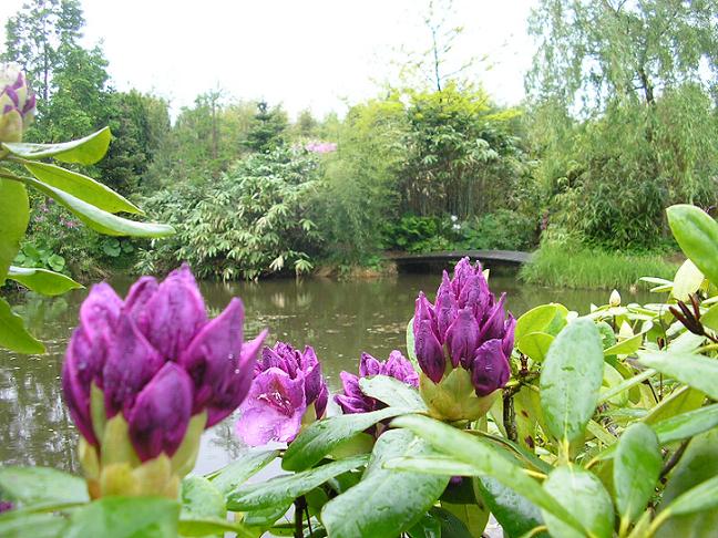 Doorkijkje over de vijver.