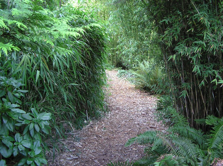 Junglepad met Pleioblastus hindsii (l), Fargesia nitida 'Eisenach' (r) en Polystichum munitum (varens).