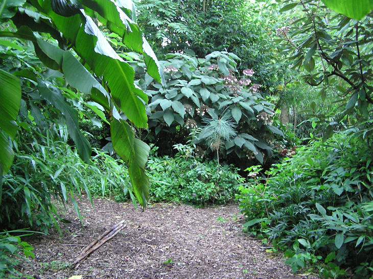 Zicht op Hydrangea aspera.