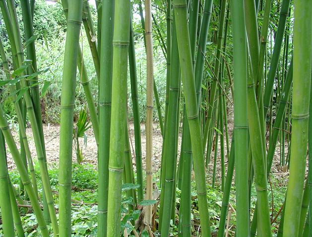 Transparant bos van Phyllostachys rubromarginata.